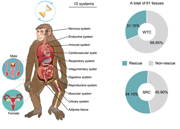 Scientists Just Made Old Monkeys Young Again - Here's What It Means